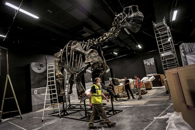 Франция. Палеонтолог собирает кости динозавра в  Музее научного центра и антропологии. Динозавр станет частью будущей постоянной экспозиции музея. Фото: AFP