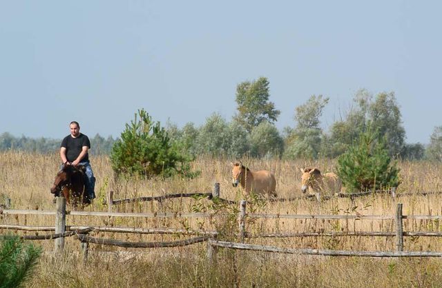 Лошади Пржевальского сбежали из Чернобільской зоны. Фото: ГУ МВД в Киевской области