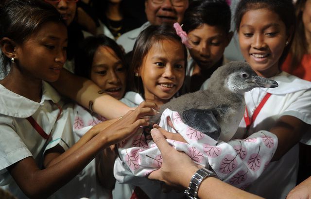 Тропічні Філіппіни, можливо, не найкраща країна для розведення пінгвінів. Однак співробітники океанаріуму в Манілі проявляють наполегливість у цій діяльності і добилися перших результатів. Цей пінгвін Гумбольдта вилупився в Manila Ocean Park в липні. Днями його вперше показали публіці. Фото: AFP