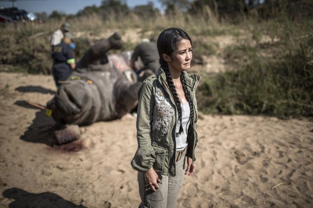 Власти ЮАР сообщают о планах по эвакуации около 500 носорогов из национального парка Крюгер на севере страны с целью спасти животных от браконьеров. Носорогов планируется переместить в более безопасные зоны, где браконьеры не столь активны. В прошлом году более тысячи носорогов были убиты браконьерами, охотящимися за их рогами. Фото: AFP