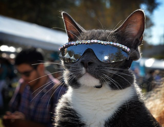 Лос-Анджелес. Выставка, посвященная котам, собрала немало желающих и посмотреть, и показать своих любимчиков в нарядах. Фото: AFP
