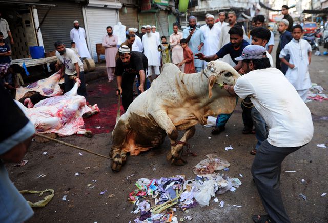 В Пакистане отметили Курбан Байрам. Он отмечается спустя семьдесят дней после окончания Рамадана, в десятый день месяца зуль-хиджа, и является кульминацией хаджа (паломничества). Фото: AFP