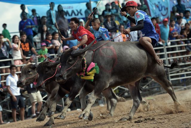 У Бангкоку пройшли гонки на буйволах. Буйвол в Таїланді – дуже шановане тварина. Він вважається символом національної культури. Фото: AFP