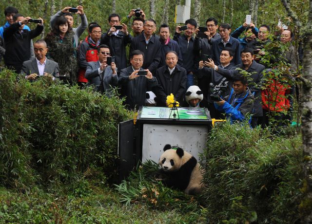 Панда Сюе Сюе, яка ось вже два роки живе в національному заповіднику Ліцзипін поблизу міста Яань в провінції Сичуань, починає самостійне освоєння всієї краси навколишнього світу. Співробітники заповідника перевезли Сюе Сюе з вольєру, в якому вона жила до сих пір, в бамбуковий ліс. Перед цим панда пройшла спеціальний тренувальний курс виживання в природному середовищі, під час якого її вчили знаходити собі їжу, ховатися від небезпечних сусідів по лісі і спілкуватися з іншими членами спільноти панд. Фото: AFP
