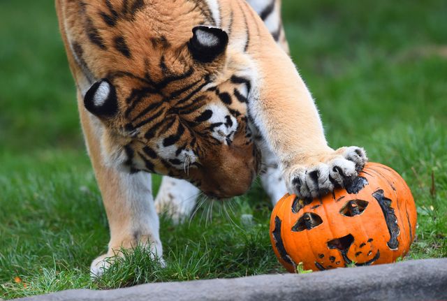 В зоопарк Гамбурга тигру принесли тыкву. Так работники поздравили хищника. Фото: AFP