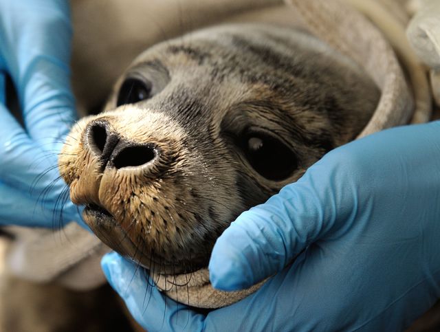 В регионе Пикардия, что на севере Франции, работники по защите животных проверили здоровье у тюленей. Фото: AFP