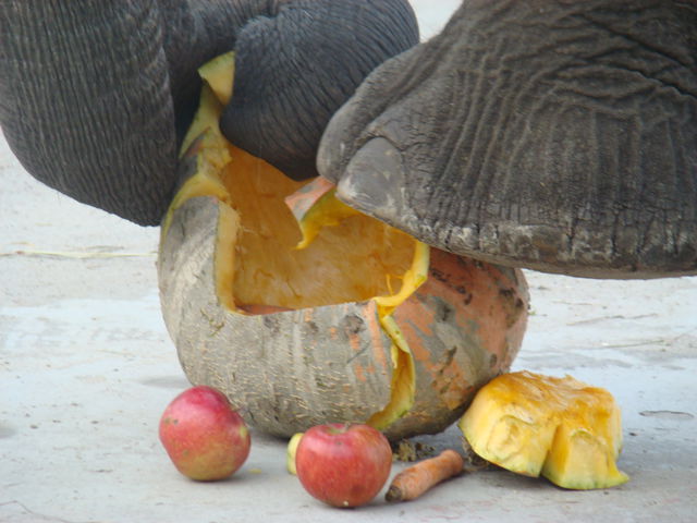 <p>Слоненя розбиває гарбуза ногами і любить, коли йому чухають спинку. Фото: Олена Расенко, "Сегодня"</p>