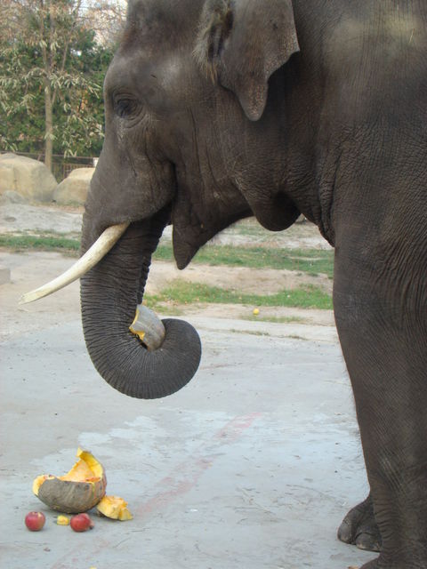 <p>Слоненя розбиває гарбуза ногами і любить, коли йому чухають спинку. Фото: Олена Расенко, "Сегодня"</p>