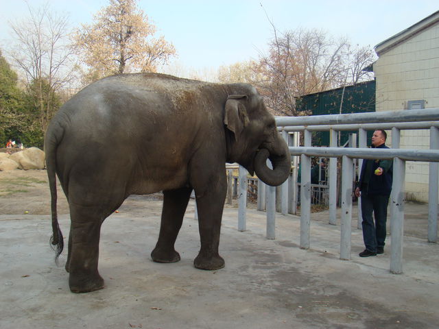 Слоненок разбивает тыквы ногами и любит, когда ему чешут спинку. Фото: Елена Расенко, "Сегодня"
