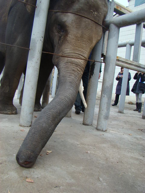Слоненок разбивает тыквы ногами и любит, когда ему чешут спинку. Фото: Елена Расенко, "Сегодня"