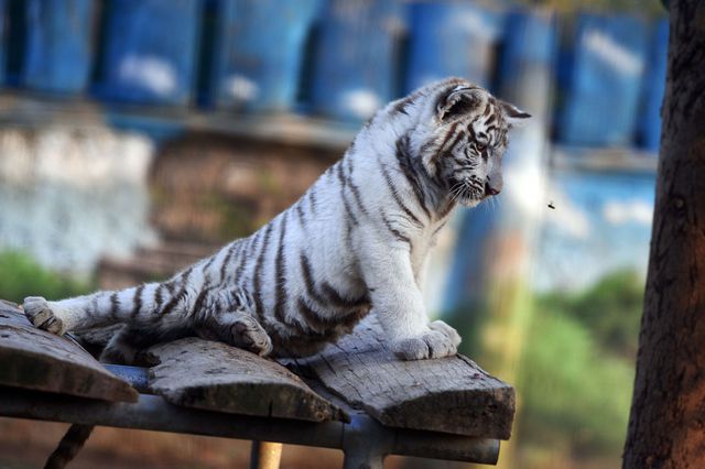 В Афинах посетителям зоопарка показали маленького белого тигра. Фото: AFP