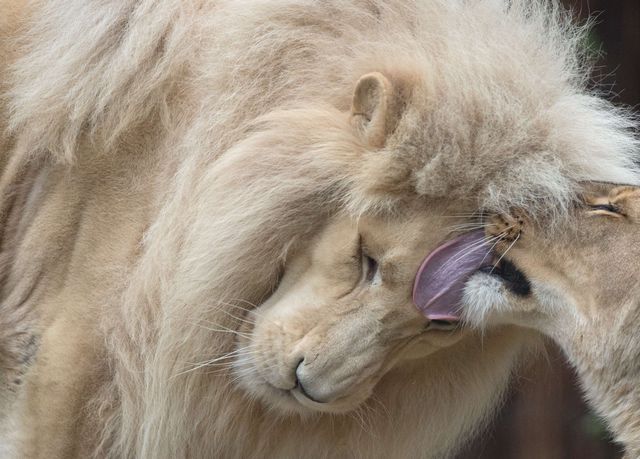 В зоопарке Швейцарии символично отпраздновали 10-летний юбилей львиной пары. Фото: AFP