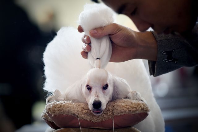 В Пекіні пройшла міжнародна виставка домашніх тварин. Фото: AFP