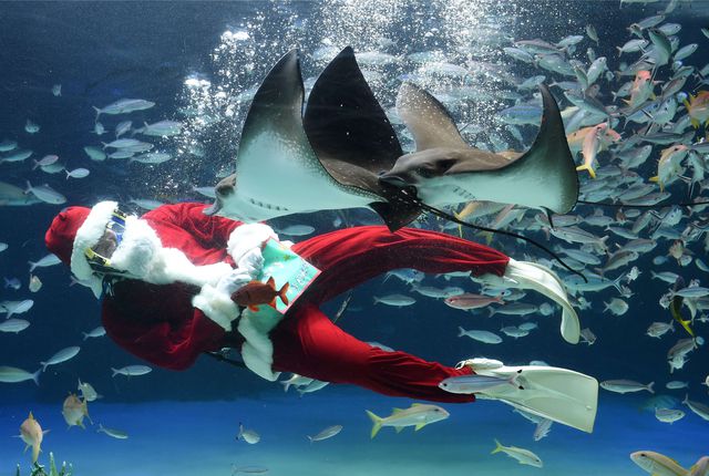 В Международном аквариуме Саншайн в Токио появился подводный Санта-Клаус. Водолаз в костюме Санта-Клауса погружается в аквариум два раза в день и плавает вместе с рыбами. Необычное шоу будут проводить вплоть до Рождества. Фото: AFP
