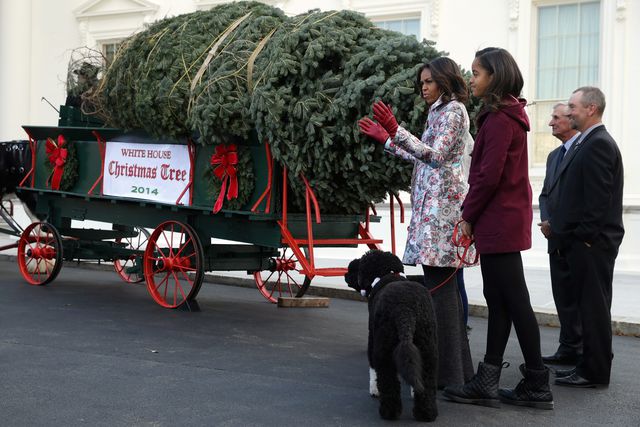 Супруга Барака Обамы одобрила дерево, которое привезли в повозке, запряженной лошадьми, фото AFP