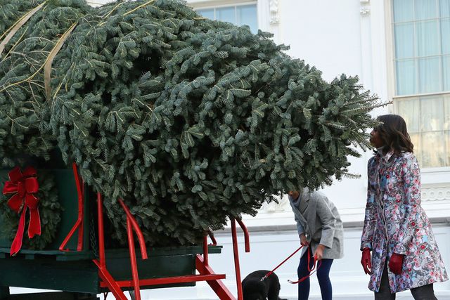 Супруга Барака Обамы одобрила дерево, которое привезли в повозке, запряженной лошадьми, фото AFP