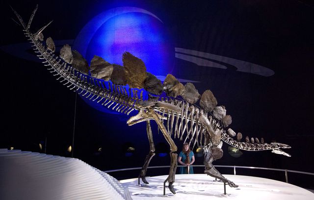 Стегозавр став частиною експозиції Музею природної історії в Лондон. Група вчених з Великобританії просканувала і занесла в комп'ютер тривимірну модель 360 кісток викопного ящера, створивши тим самим цифрову модель скелета. Фото: AFP
