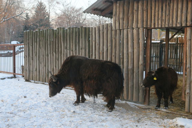 Животные встретили зиму | Фото: Сергей Николаев