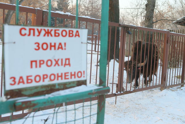 Животные встретили зиму | Фото: Сергей Николаев