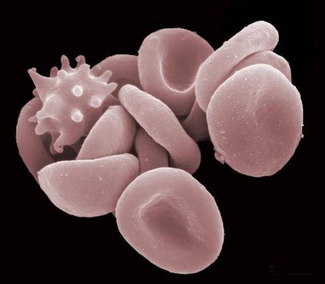 Кровяные клетки