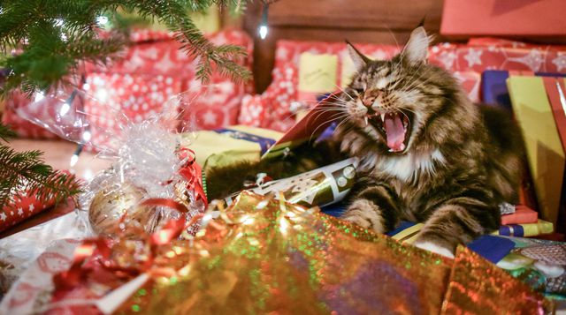 В Германии Санта-Калус дарил и котов. Фото AFP