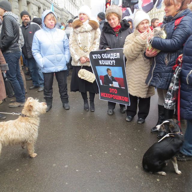 Защитники животных вышли на пикет. Фото: М. Иванов