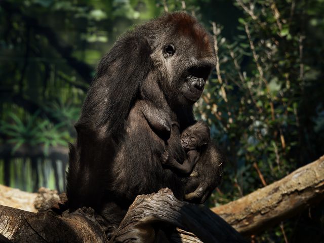 У зоопарку Сан-Дієго народилося дитинча горили. Відразу після пологів, самка горили гладила дитинча і позувала відвідувачам зоопарку. Малюк народився рано вранці 26 грудня. З тих пір мати-горила на ім'я Джессіка не випускає його з рук, а разом вони приковують увагу всіх відвідувачів звіринця. Фото: AFP