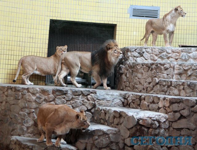 Четыре африканских львенка в столичном зверинце появились в 2009 году. | Фото: Александр Яремчук