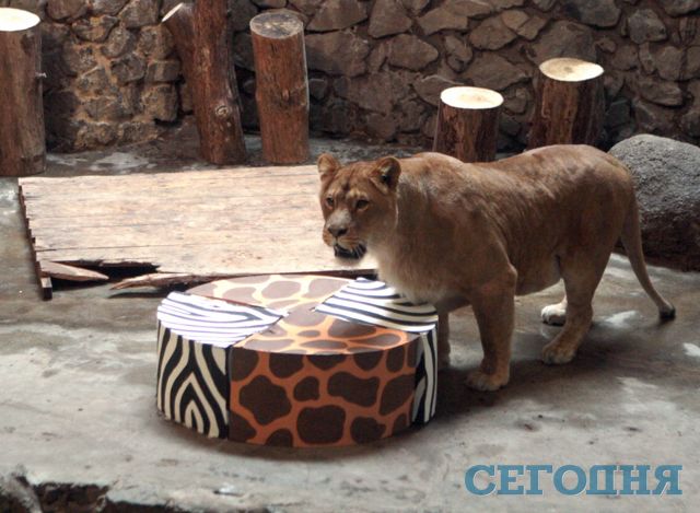 Четыре африканских львенка в столичном зверинце появились в 2009 году. | Фото: Александр Яремчук
