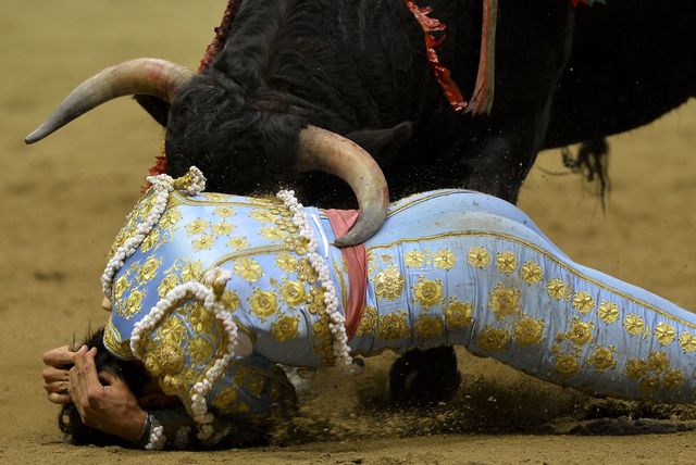 Коррида по-прежнему популярный и зрелищный вид спорта в Колумбии. Хотя многие утверждают, что бои быков жестокое и кровавое зрелище, поклонники называют его формой искусства. Рассвирепевший бык  одержал победу над перуанским тореадором Андресом Рока Рей. Фото: AFP