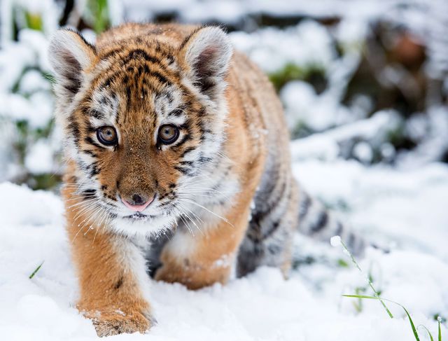 В Германии выпустили на снег маленького тигра, который родился 7 октября прошлого года. Фото: AFP