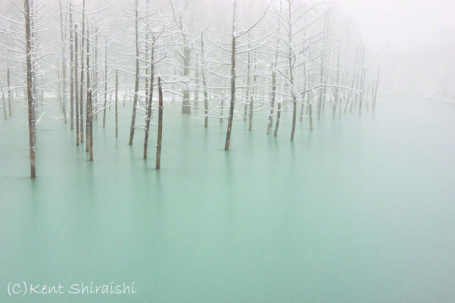 Голубой пруд в Японии / Kent Shiraishi