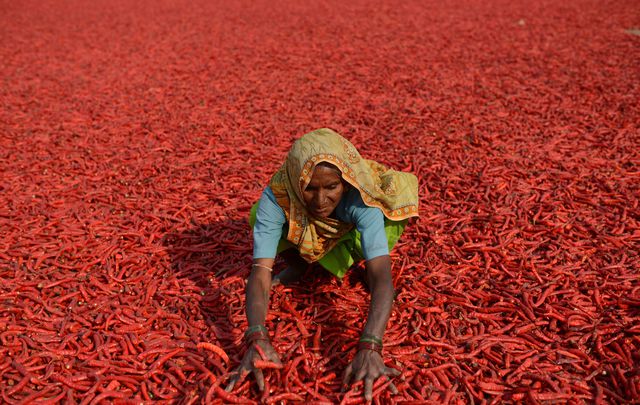 На заході Індії жінки сортують червоний перець чилі для сушки. За видалення черешків з 20 кг перцю вони отримують близько 15 рупій, тобто приблизно $ 0,25. Індія – одна з головних країн – експортерів перцю чилі. Фото: AFP