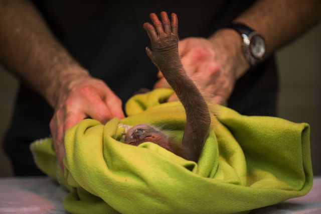 В Берлине работники зверинца ухаживают за трехнедельным орангутангом, от которого отказалась его мать. Фото: AFP