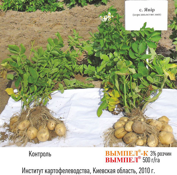 Стимулятора роста Вымпел усиливает процесс клубнеообразования и увеличивает урожайность картофеля