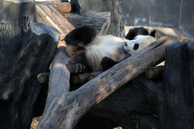 Панда спит на брусьях в зоопарке в Нанкине, восточно-китайской провинции Цзянсу. Фото: AFP