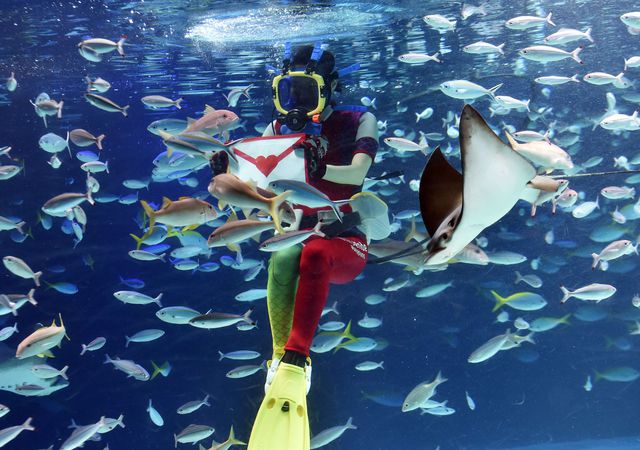 В Токио дайвер погрузился в аквариум, чтобы поздравить рыбок с наступающим Днем Святого Валентина. Фото: AFP