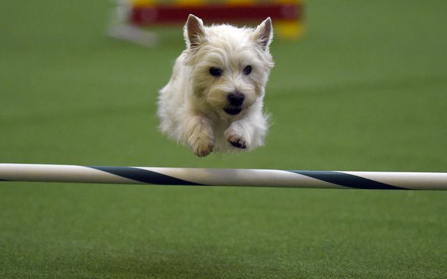 У Нью-Йорку відбувся собачий "Чемпіонат майстрів спритності". Фото: AFP