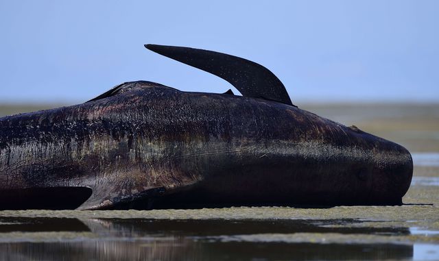 Из двух сотен китов, выброшенных на побережье Новой Зеландии, погибли около 50 особей.  В этом регионе ежегодно на сушу попадают десятки китов. Берег Южного острова находится на пути миграции морских млекопитающих из Антарктики в воды Тихого океана. Фото: AFP