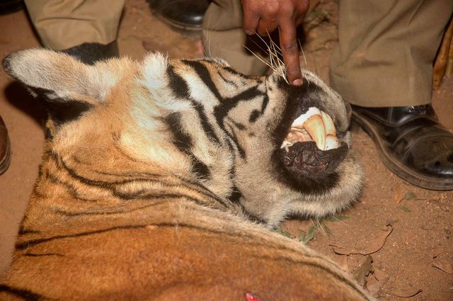 В Индии убили тигра-людоеда. Хищник за две недели убил семерых жителей одного из сельских районов. Люди боялись покидать свои дома. Фото: AFP