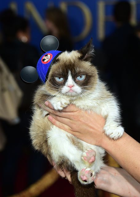 "Grumpy Cat" . AFP