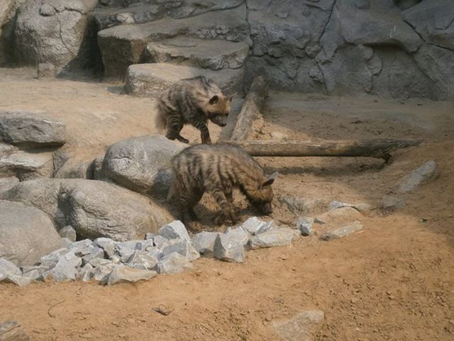 <p>Фото: прес-служба Київського зоопарку</p>