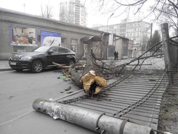 Последствия. Поваленные ветром деревья повредили не одно авто. Фото: vk.com
