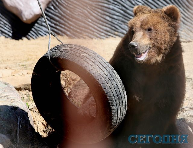 Ведмедики. Камчатський ведмідь Тобі любить грати шинами | Фото: Олександр Яремчук