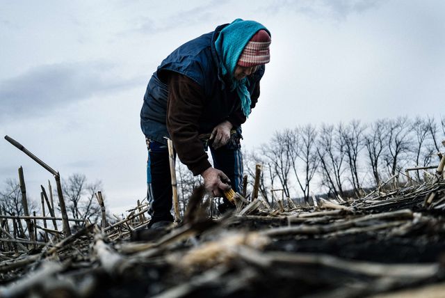 Местные жители на неподконтрольной Украине территории собирают прошлогодний урожай на полях, чтобы выжить. Фото: AFP