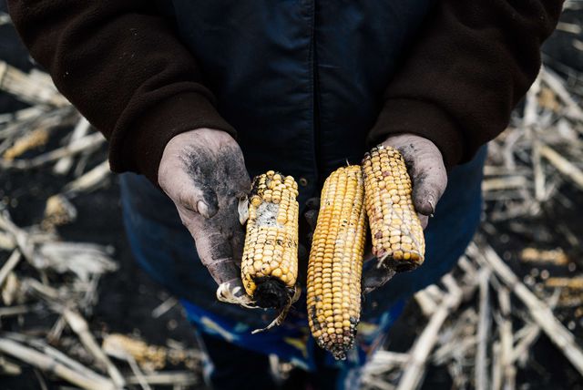 Місцеві жителі на підконтрольній України території збирають торішній урожай на полях, щоб вижити. Фото: AFP