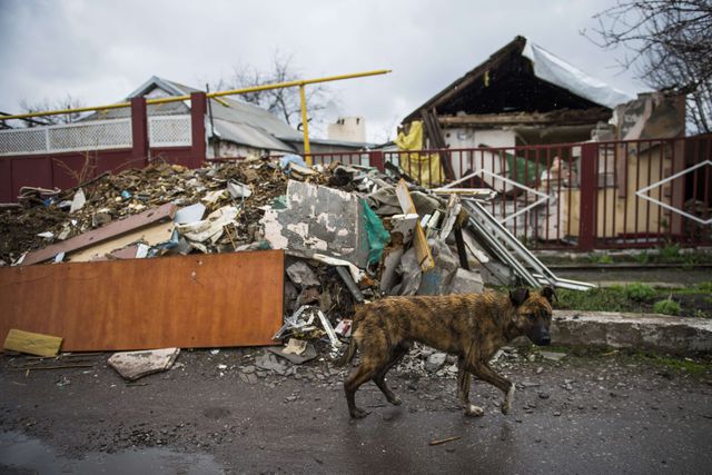 У небагатолюдному селищі Жабунькі під Донецьким аеропортом багато бродячих собак. Фото: AFP