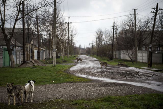 В немноголюдном поселке Жабуньки под Донецким аэропортом много бродячих собак. Фото: AFP