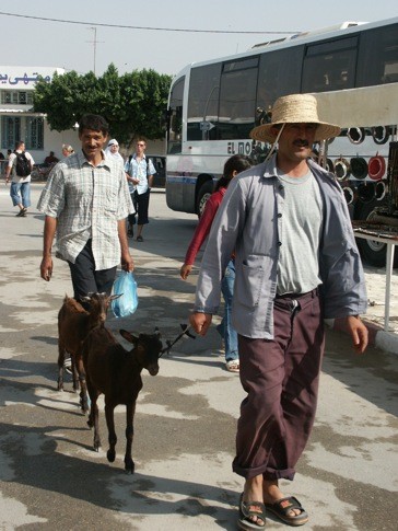 Заклание. Маленьких козлят в Тунисе употребляют в пищу. Фото Михаила Койфмана
