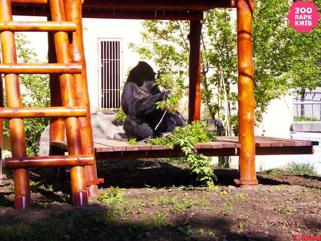 Фото: пресс-служба Киевского зоопарка